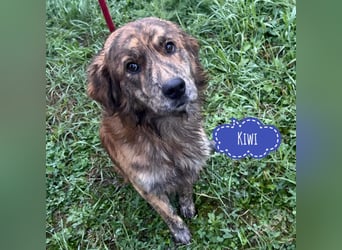 Kiwi ein unglaublich toller sanfter Rüde