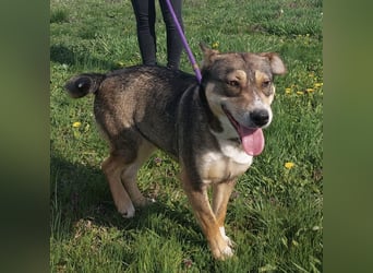 Diwa eine unglaublich liebe Hündin