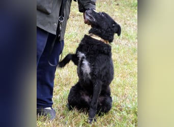 Dante ein Schatz der geliebt werden möchte