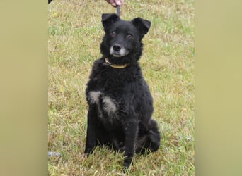 Dante ein Schatz der geliebt werden möchte