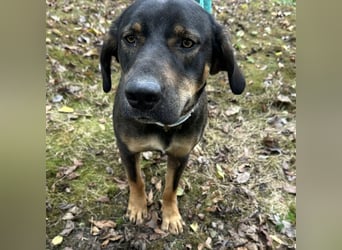 Aska eine Seele vom Hund leidet