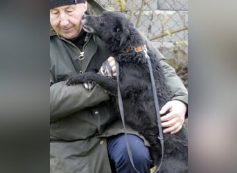 Dante ein Schatz der geliebt werden möchte