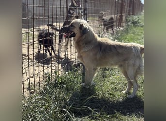 Monty ein toller Rüde