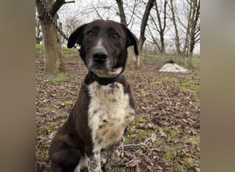 Lenka braucht ein neues Zuhause