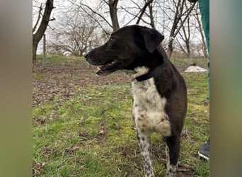 Lenka braucht ein neues Zuhause