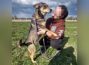 Diwa eine unglaublich liebe Hündin