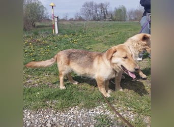 Biscotto- ein absoluter sanfter Traumhund