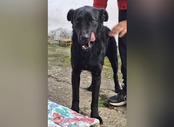 Pan ein sehr freundlicher Rüde