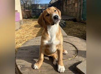 Roli ein sanfter verspielter Hundebub