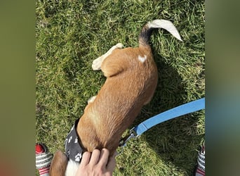 Harti ein lebhafter Hundebub