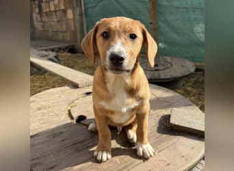 Roli ein sanfter verspielter Hundebub