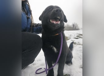 Honda eine wundervolle Hündin