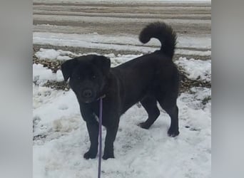 Honda eine wundervolle Hündin