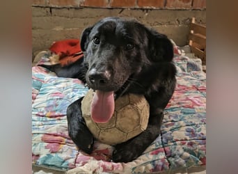 Pan ein sehr freundlicher Rüde