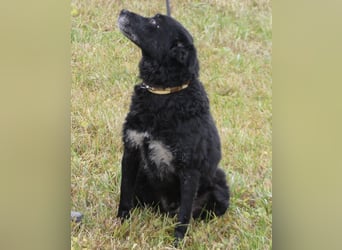 Dante ein Schatz der geliebt werden möchte