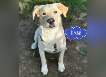Tommy ein Familienhund