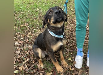 Aska eine Seele vom Hund leidet