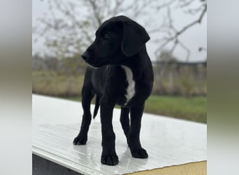 Timon ein kleiner Engel