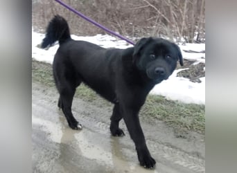 Honda eine wundervolle Hündin