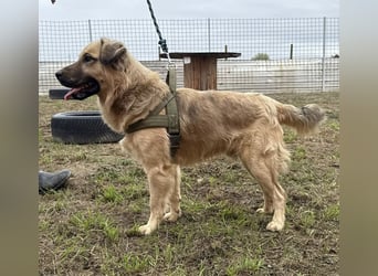 Monty ein toller Rüde