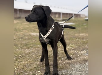 Kana eine sehr elegante Hündin