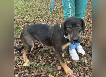 Aska eine Seele vom Hund leidet
