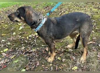 Aska eine Seele vom Hund leidet