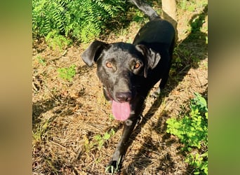 Jerry ein absoluter Traumhund
