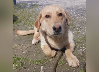 Biscotto- ein absoluter sanfter Traumhund