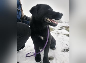 Honda eine wundervolle Hündin