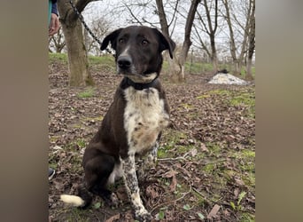 Lenka braucht ein neues Zuhause