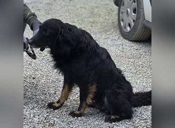 Iris eine wundervolle ruhige Hündin
