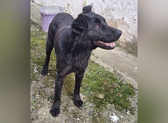 Pan ein sehr freundlicher Rüde