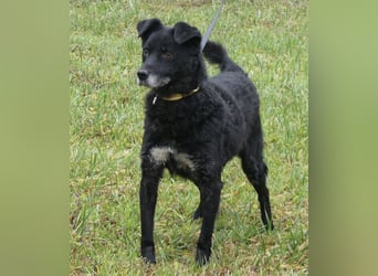 Dante ein Schatz der geliebt werden möchte