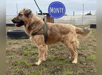 Monty ein toller Rüde