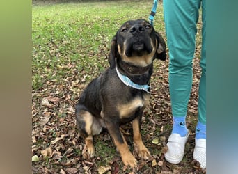 Aska eine Seele vom Hund leidet