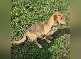 Biscotto- ein absoluter sanfter Traumhund