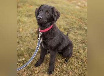 Junak ein sanfter Hundebub