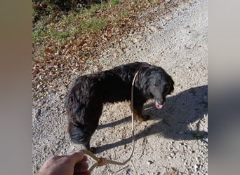 Iris eine wundervolle ruhige Hündin