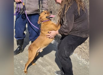 Chiko ein Menschen liebender