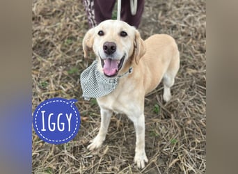 Iggy ein Menschenliebender Rüde