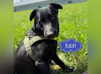 Blacky eine Knutschkugel Blacky eine Knutschkugel