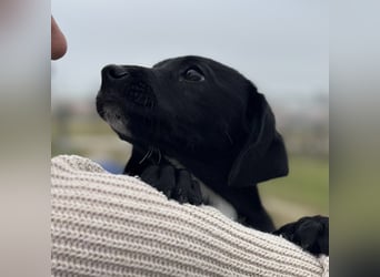 Timon ein kleiner Engel