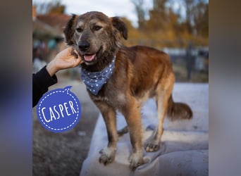 Casper ein toller Rüde