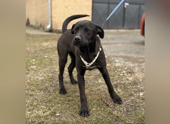 Kana eine sehr elegante Hündin