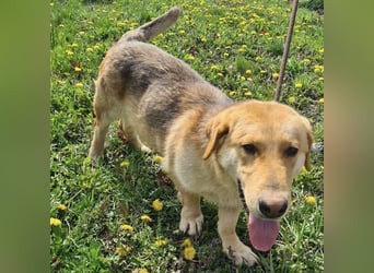 Biscotto- ein absoluter sanfter Traumhund