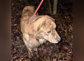 Kiwi ein unglaublich toller sanfter Rüde