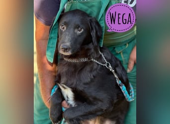 Wega eine ängstliches unglückliches Wesen