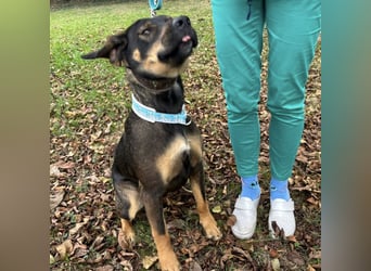 Aska eine Seele vom Hund leidet