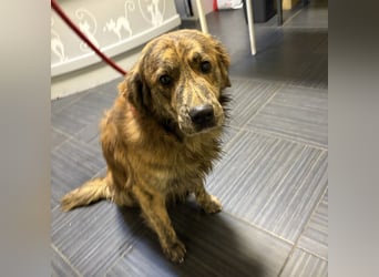 Kiwi ein unglaublich toller sanfter Rüde